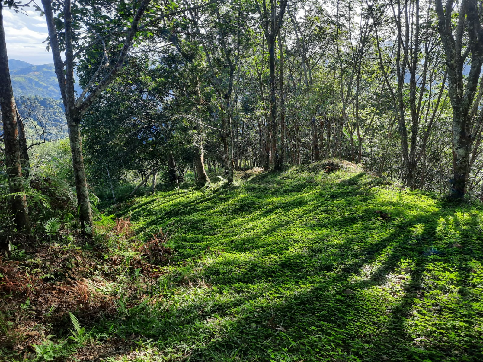 Finca productiva en Samaná, Caldas - foto 2