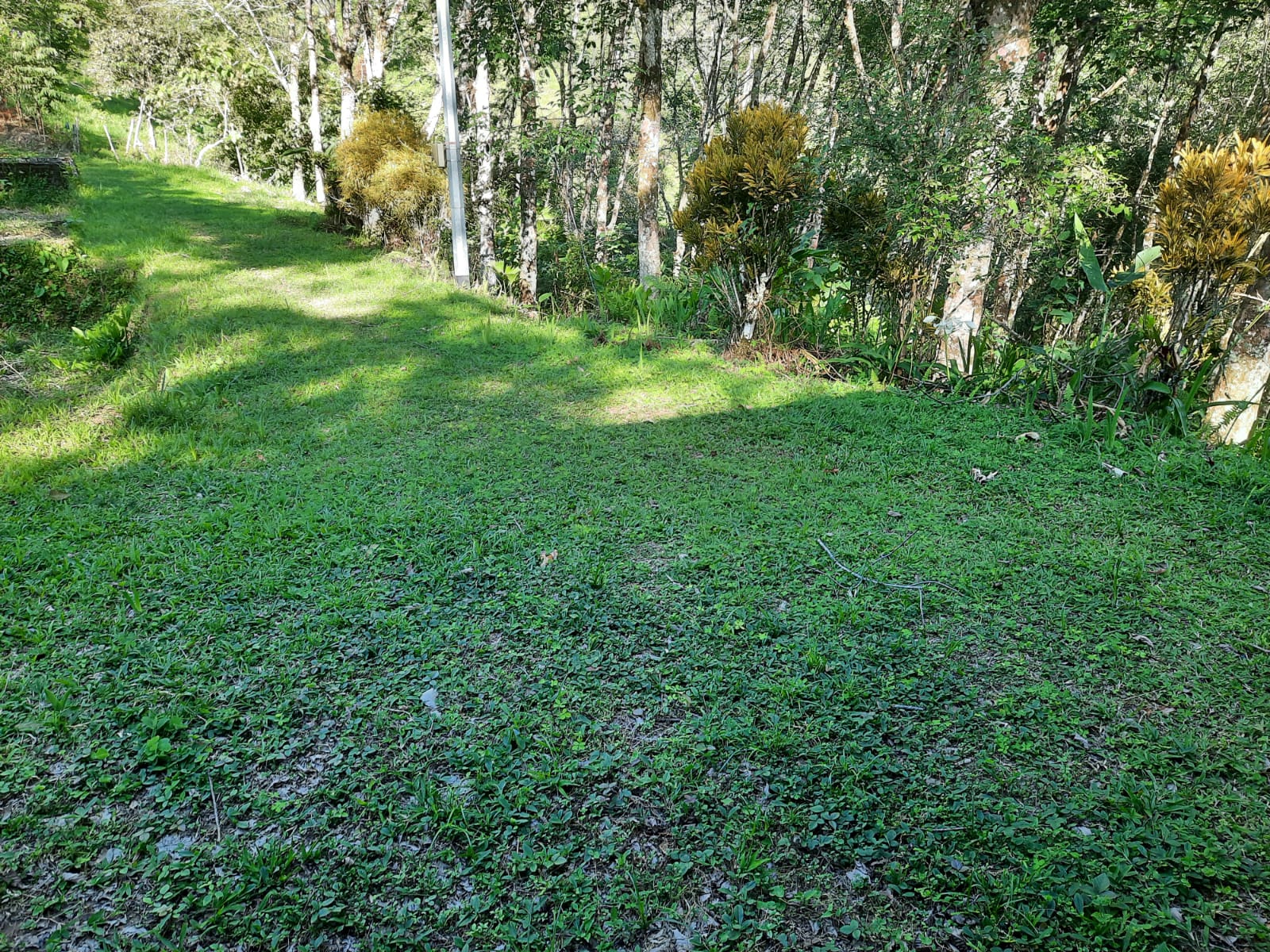 Finca productiva en Samaná, Caldas - foto 12